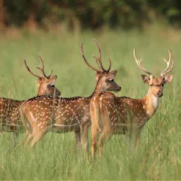 Corbett Safari Reservation Ramnagar
