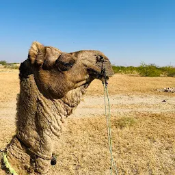 Crazy camel desert safari