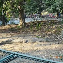 Crocodile - Ghariyal
