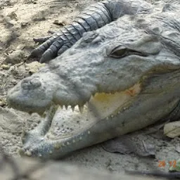 Crocodile - Ghariyal