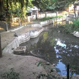 Crocodile Pond-2 Sayaji Zoo
