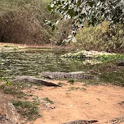 Crocodile Zone Nandankanan