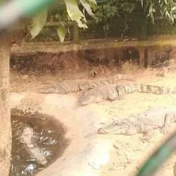 Crocodile Zone Nandankanan