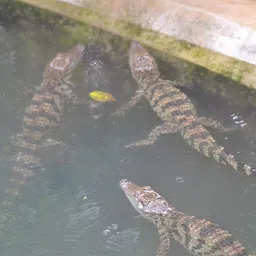 Crocodile Zone Nandankanan
