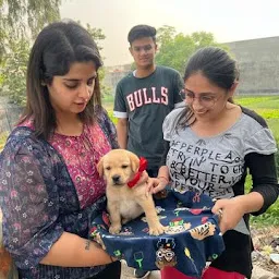 Cuddling Puppies (Pet Shop in Ludhiana)