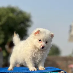 Cuddling Puppies (Pet Shop in Ludhiana)