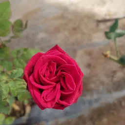 Dadi Gulzar Rose Garden