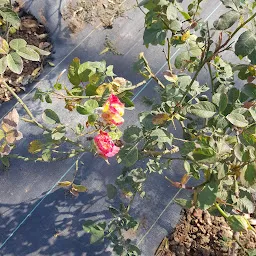 Dadi Gulzar Rose Garden