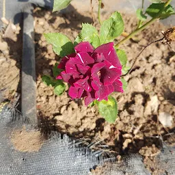 Dadi Gulzar Rose Garden