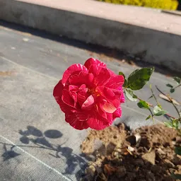 Dadi Gulzar Rose Garden