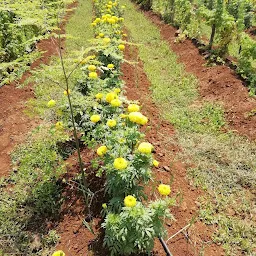 Dadu Sivasankar reddy Gardens