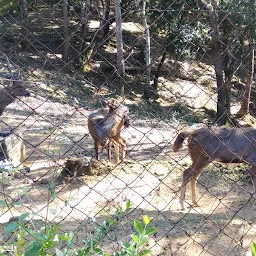 Deer Park, Thenzawl