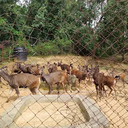 Deer Park, Thenzawl