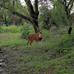 Deer Views