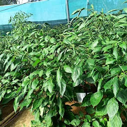 Department of Horticulture, Aromatic and Medicinal Plants