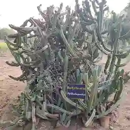 Desert Lead Botanical Garden