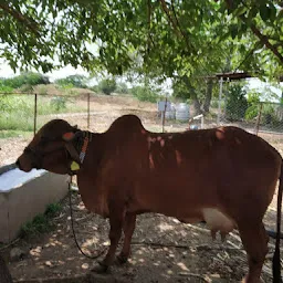 Devgiri Deshi Cow Milk & Products