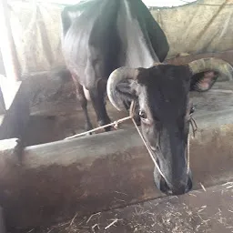 Dhanalekshmi Cattle Farm