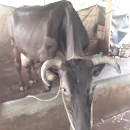 Dhanalekshmi Cattle Farm