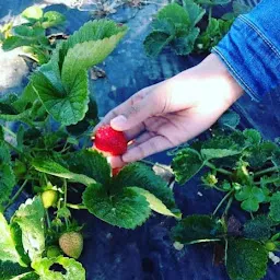 Dhanashree Garden Strawberry Picking Farm Mahabaleshwar
