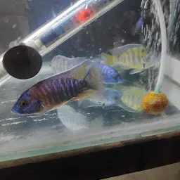 Dharampeth Aquarium and Pet Shop