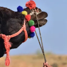 Dharma Camel Safari Pushkar