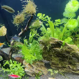 DhirSoni Aquarium & Pet Store