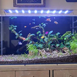 DhirSoni Aquarium & Pet Store