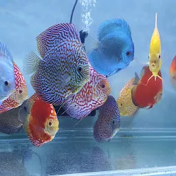 DISCUS PARADISE, INDIA