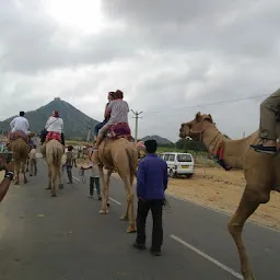 DIV Pushkar Camel Safari
