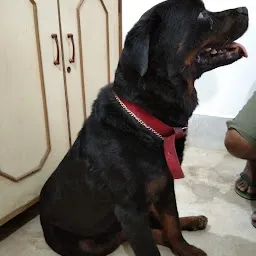 Doggie Oye - veterinarian doctor| pet doctor| vet doctor in jamshedpur