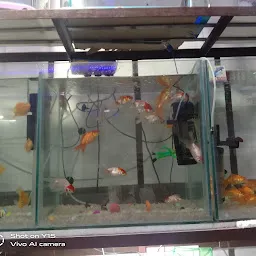 Dolphin Fish Aquarium