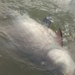 DOLPHIN FISH AQUARIUM GADWAL