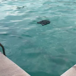 Dolphin Swimming Pool