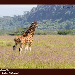 EcoTrail Journeys