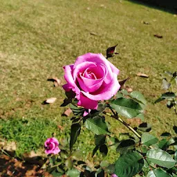 Ekamra Kanan Rose Garden (ଏକାମ୍ର କାନନ ଗୋଲାପ ବଗିଚା)