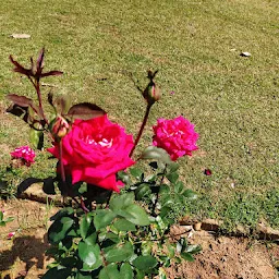 Ekamra Kanan Rose Garden (ଏକାମ୍ର କାନନ ଗୋଲାପ ବଗିଚା)