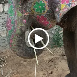 EleFanJoy Best Wildlife Elephant Sanctuary In Jaipur