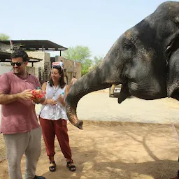 Elefunenjoy| Elephant Sanctuary In Jaipur