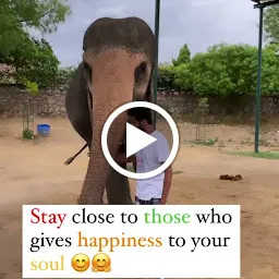 Elefunenjoy| Elephant Sanctuary In Jaipur