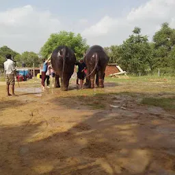 Elemojo - Best Elephant Wildlife Sanctuary in India