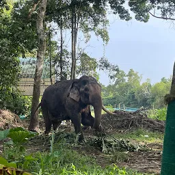 Elephant Training Camp Alleppey