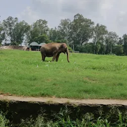 Elephant yard