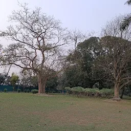 Elliot Park Banyan tree