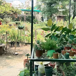 evergreen Nursery