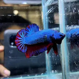 Exotic Aquaria Kolkata Aritra Aquatics