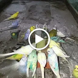 Exotic Bird Shop