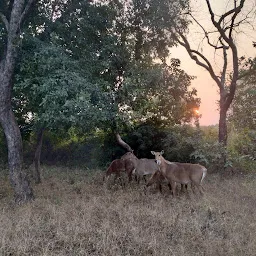 Explore Nature at Rajaji National Park