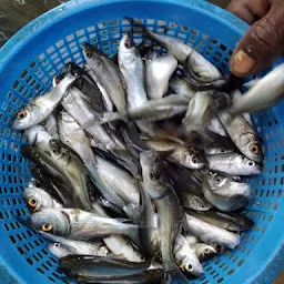 falguni fishery