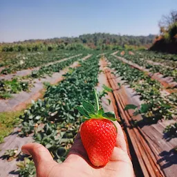 Famous Strawberry Farm